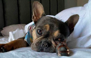 Dakota, la bulldog rescatada que hoy es luz en casa de sus cuidadores