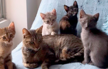 Maternidades gantásticas: ¿cuántos gatos puede tener una gata?