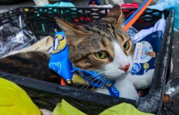 ¿Cómo saber si tu gato tiene problemas dentales?