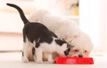 ¿Son necesarios los carbohidratos en la dieta de perros y gatos?