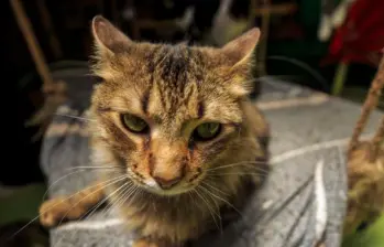 ¿Cuántas razas de gatos hay en el mundo? Tica tiene el registro