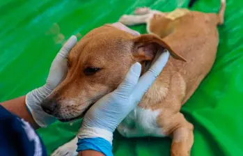 Colombia tiene su primer suplemento posbiótico para la salud de las mascotas
