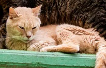 El ejercicio en los gatos es la clave de su felicidad