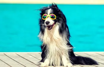 Protector solar en mascotas: más que moda, una necesidad