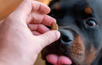 ¿Cómo reforzar el sistema inmune de los perros? 