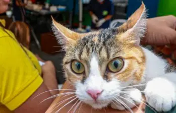 ¡No le des aguacate a tu gato!