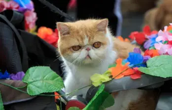 Así cambia el temperamento de los gatos con los años