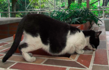 ¿Sabías que los gatos tienen una bolsa secreta en sus estómagos para protección y supervivencia?