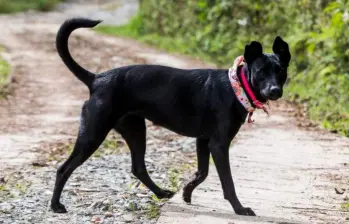 Te contamos en qué consiste el síndrome del perro negro