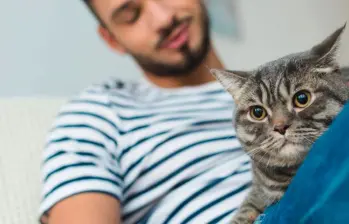 ¿Mi gato me recordará cuando sea viejo? Esto dice la ciencia