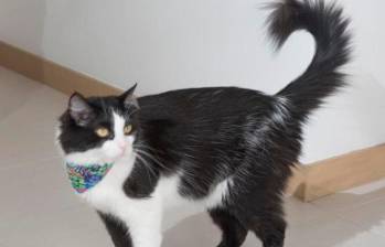 ¿Por qué a los gatos les tiembla la cola?