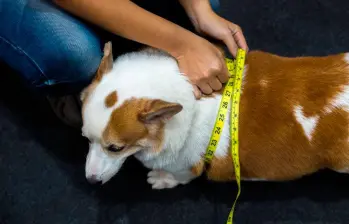 Estudio revela relación genética del sobrepeso en humanos y perros