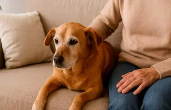 Cómo cuidar a una mascota con demencia senil
