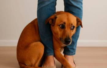 ¿Por qué a tu perro le da ansiedad? Acá te contamos 