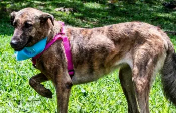 Anemia en perros: ¿Cómo tratarla?