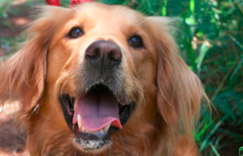 ¡La sonrisa sí es importante! ¿Cómo tener una correcta higiene bucal en los perros?