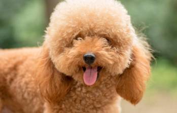 Cinco razas de perros que sueltan poco pelo