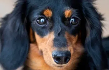 Cinco señales que indican que tu perro se siente solo