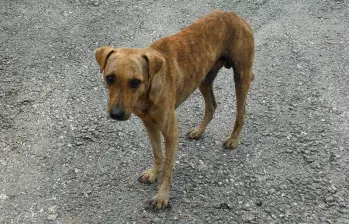 ¿Sabe por qué los perros callejeros monos son tan comunes? Le contamos