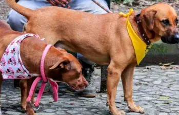 ¿Los perros están reemplazando a los bebés?