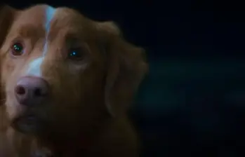 Good Boy, la película de terror protagonizada por un perro