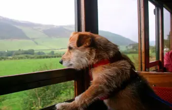 Top seis de razas de perros que más muerden