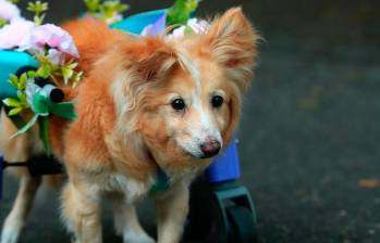 Así estuvo la Caminata Canina y de Mascotas: ¡Guau!