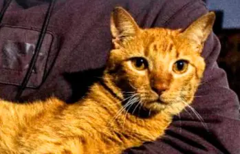 ¿Cómo te reconoce tu gato?