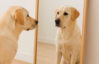 ¿Los perros en un espejo se reconocen? La ciencia responde 