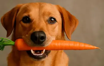 La alimentación influye en la esperanza de vida de tu perro