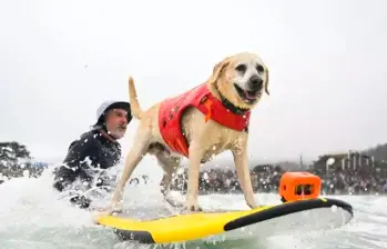 Olas, patas y tablas: así son los perros surfistas