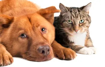 ¿Cómo se adaptan los perros y los gatos a la ciudad?