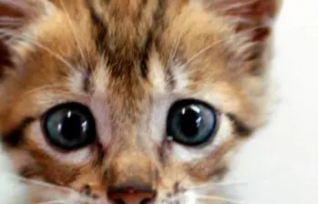 Significado de la M que tienen los gatos pardos en la frente