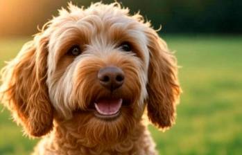 Los perros de diseño: ¿moda, negocio, o compañía ideal?