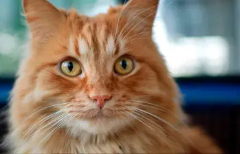 ¿Por qué los gatos son perfectos evolutivamente? Esto dice la ciencia 