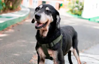 Cómo reconocer y tratar la ansiedad en los perros