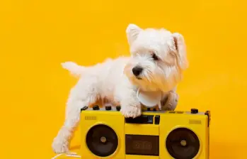 Beneficios de la musicoterapia para perros
