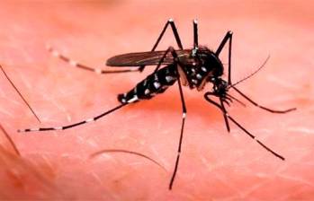 La reducción del dengue en Medellín tras la liberación del mosquito Wolbachia es del 94%. FOTO: CORTESÍA