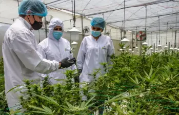 El decreto del 27 de octubre modifica la reglamentación del uso médico y científico del cannabis en Colombia. Foto: Juan Antonio Sánchez Ocampo.  El decreto del 27 de octubre modifica la reglamentación del uso médico y científico del cannabis en Colombia. Foto: Juan Antonio Sánchez Ocampo.