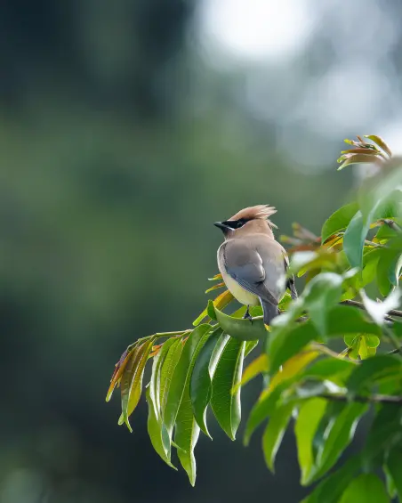 Una de las fotos tomadas al pájaro de las alas de cera. FOTO: Cortesía Juan David López Fernández