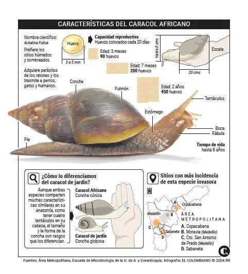 InfogrÃ¡fico