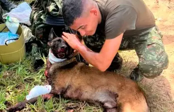 Sansón fue uno de los animales reportados oficialmente como asesinados por artefactos explosivos en medio de combates armados. Sin embargo, muchos casos no se informarían. FOTO CORTESÍA