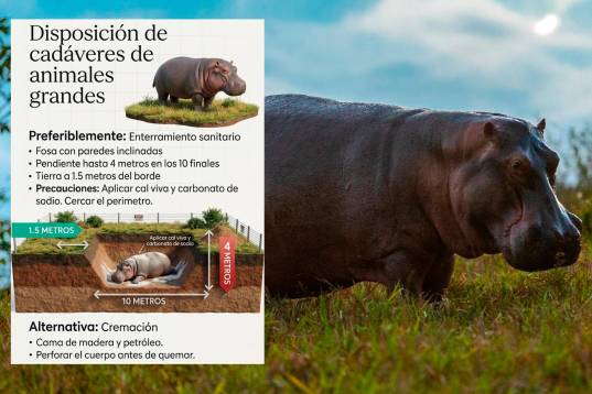 Según el censo más reciente, se estiman más de 200 hipopótamos localizados principalmente en el Magdalena Medio antioqueño, con una proyección de 500 animales para el año 2030 si no se interviene la población. FOTO: JUAN ANTONIO SÁNCHEZ Y CORTESÍA