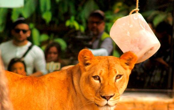 En Medellín operaron a la leona Valentina; pronóstico es reservado