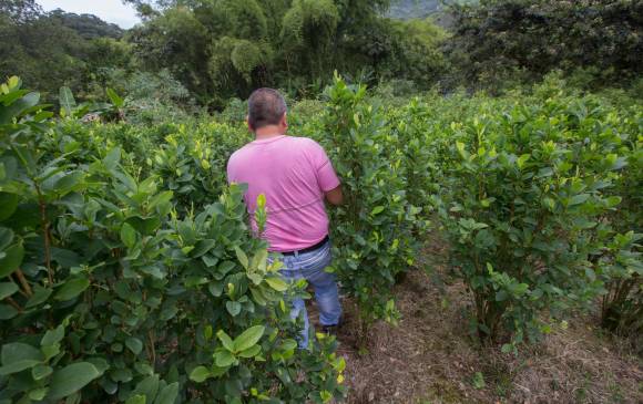 Cultivos de hoja de coca en Nariño. FOTO: Manuel Saldarriaga
