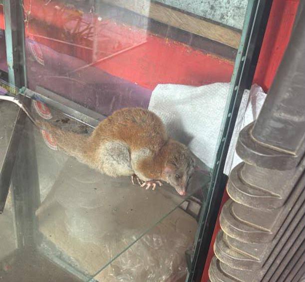 La zarigüeya lanuda fue encontrada dentro de una vitrina en Jericó. FOTO: Cortesía.