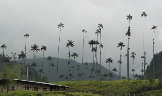 El valle del Cócora es un destino imperdible en el Eje cafetero. Foto, Colprensa.