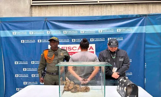 La boa constrictor fue entregada al Área Metropolitana del Valle de Aburrá para su rehabilitación y posterior liberación. FOTO cortesía