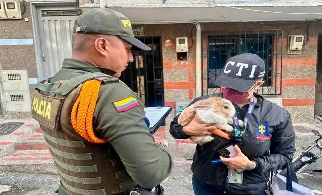 El conejo rescatado quedó bajo el cuidado del Centro de Bienestar Animal La Perla en Medellín. FOTO cortesía