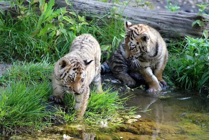 La especie, en su estado silvestre, se encuentra en peligro de extinción. Imagen: Zoológico de Leipzig.